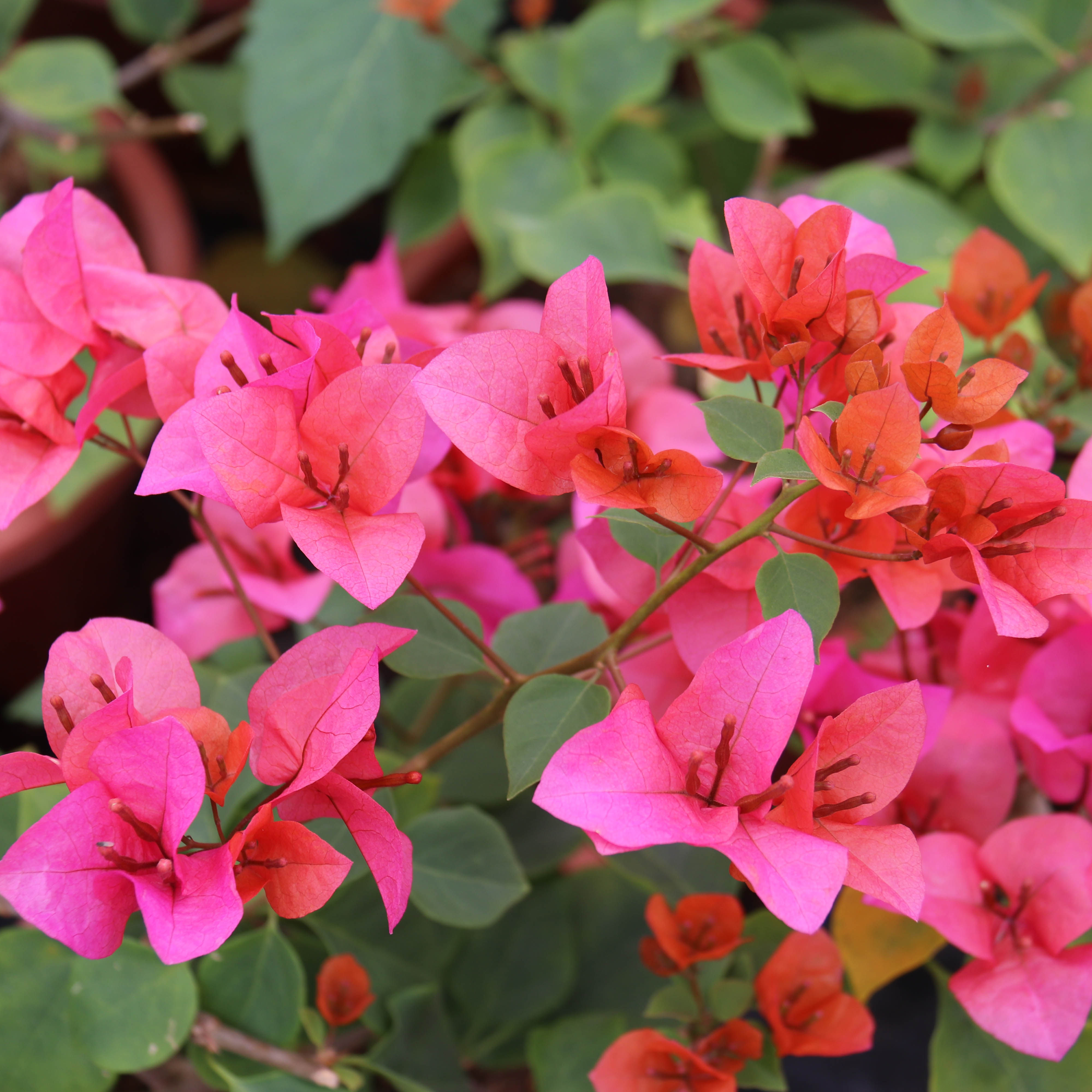 漫野花卉|三角梅 热带花束扦插苗盆栽绿植带花发货阳台开花喜阳
