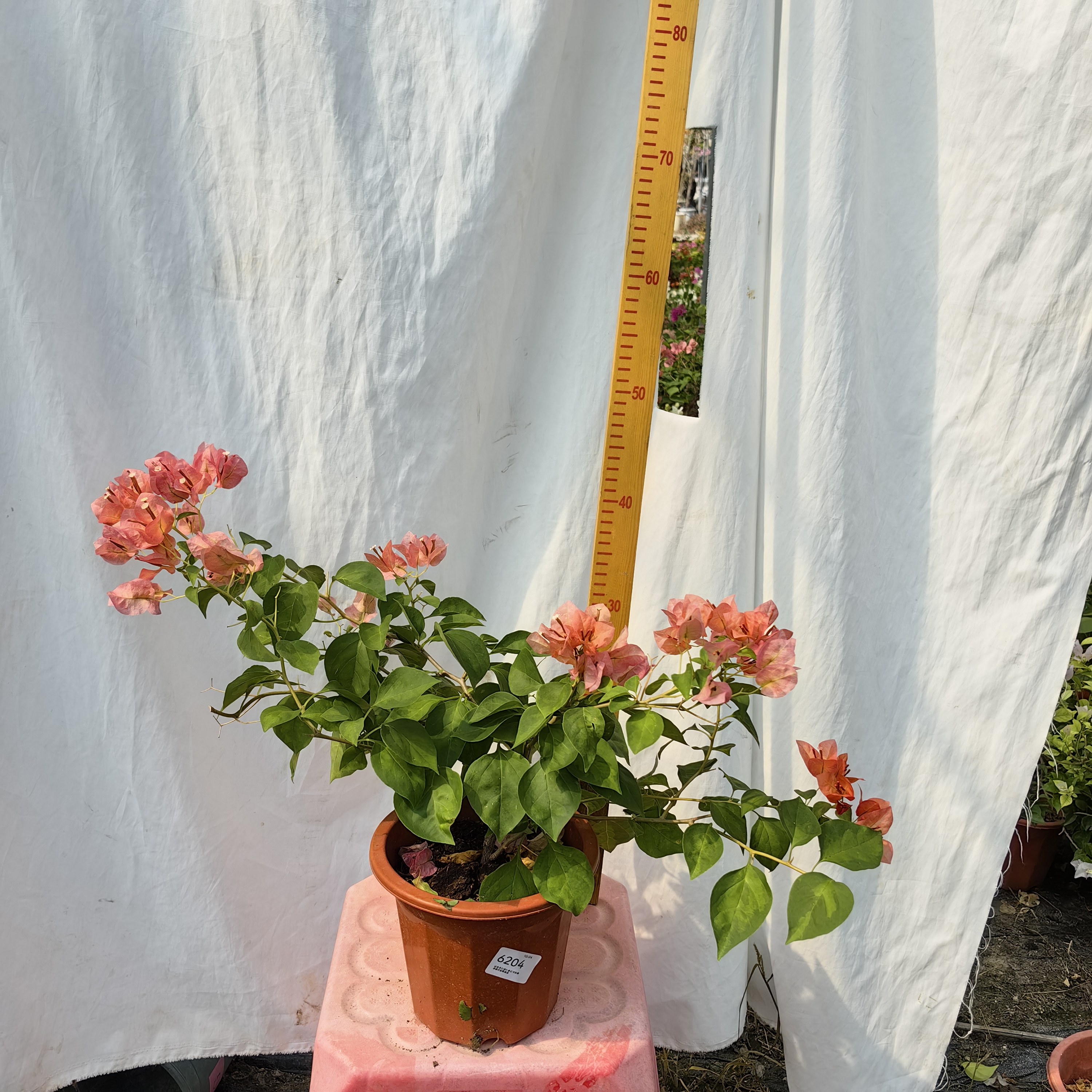 三角梅一物一拍10.24运输会掉花掉叶子换盆没售后