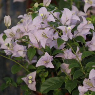 三角梅 盆栽绿植庭院阳台开花植物 苹果花
