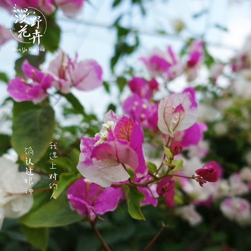 漳州大苗攀援带花三角梅
