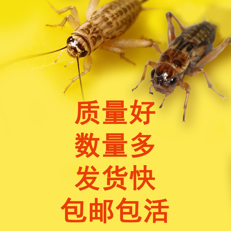 蛐蛐蟋蟀活物白蟋蟀油葫芦双斑针头蟋蟀活体饲料鱼鸟蜘蛛爬虫活食