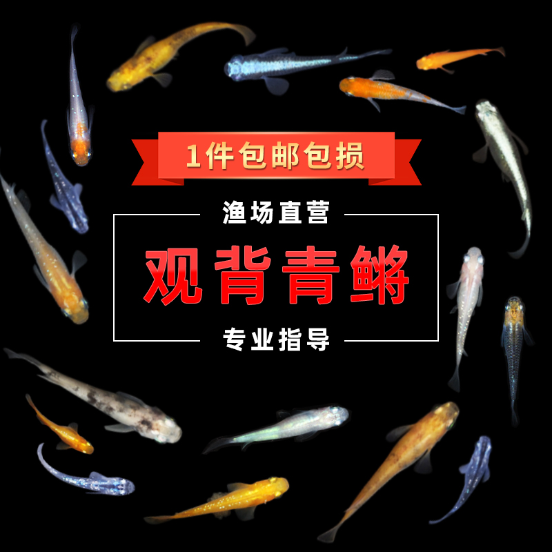 观背青鳉观赏鱼淡水微型鱼小热带活体干支贵妃鱼魔法鱼苗鱼卵成鱼,宠物/宠物食品及用品,鱼,淘宝优惠券,粉丝福利购,淘宝优惠卷