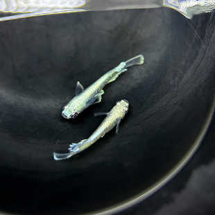 观背青鳉宽鳍玛利亚真长鳍天使之翼干支古法养鱼冷水鱼