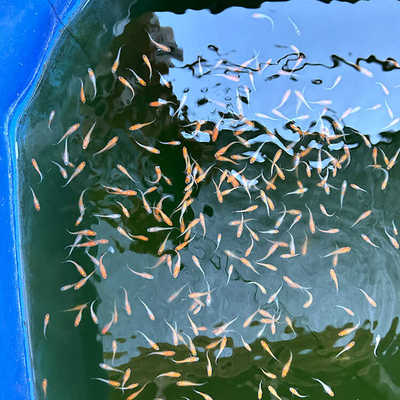 观背青鳉鱼福利套餐青鳉鱼卵