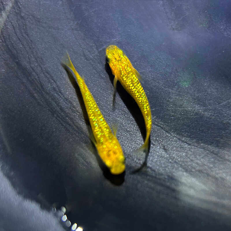 黄金布朗观背青鳉鱼星光鱼卵可孵化小型青鳉观赏鱼淡水好养冷水鱼