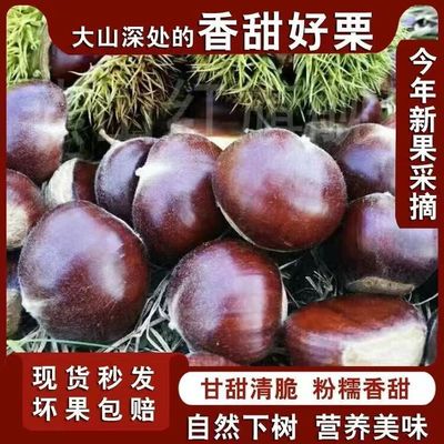 河北板栗迁西正宗好吃