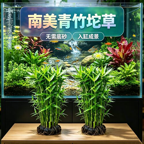 南美青竹鱼缸造景坨草中后景植物