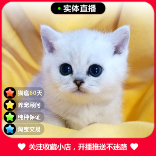 银渐层幼猫纯种金渐层英短猫英国短毛猫银点宠物猫活体小猫咪出售