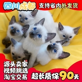 18年店 家养纯种暹罗猫幼猫宠物猫幼崽蓝眼逻辑猫咪暹罗猫活体
