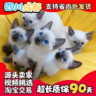 【18年店】家养纯种暹罗猫幼猫宠物猫幼崽蓝眼逻辑猫咪暹罗猫活体