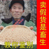 新货野生柏子仁山东柏实正品 柏籽仁柏仁侧柏树种籽仁中药材酸枣仁