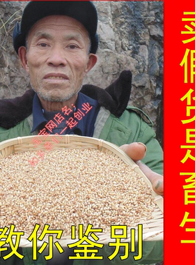 新货野生柏子仁山东柏实正品柏籽仁柏仁侧柏树种籽仁中药材酸枣仁