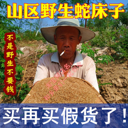 真正山区野生蛇床子中药材正宗