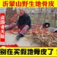 中药材野生地骨皮正品 500克 枸杞根皮另有翻白草红榴根皮地骨根50