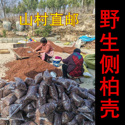 真正山区野生侧柏壳真天然