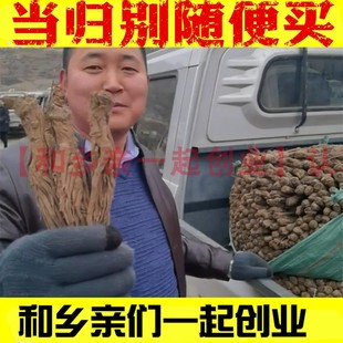 正品 整根250克g甘肃非野生特级中药材片黄芪党参 岷县全当归 当归