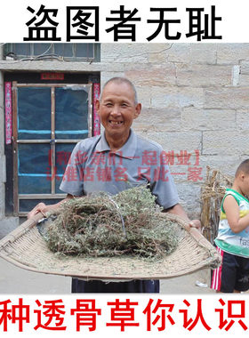 山区野生透骨草新货 天然中药珍珠透骨草 正品500克中药材透骨草