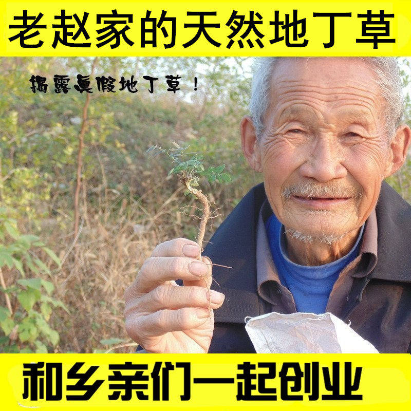深山天然野生紫花地丁