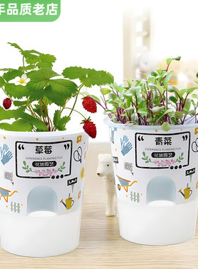 小花农儿童种植盆栽迷你绿植物发芽生长观察学生种子幼儿园盲盒杯