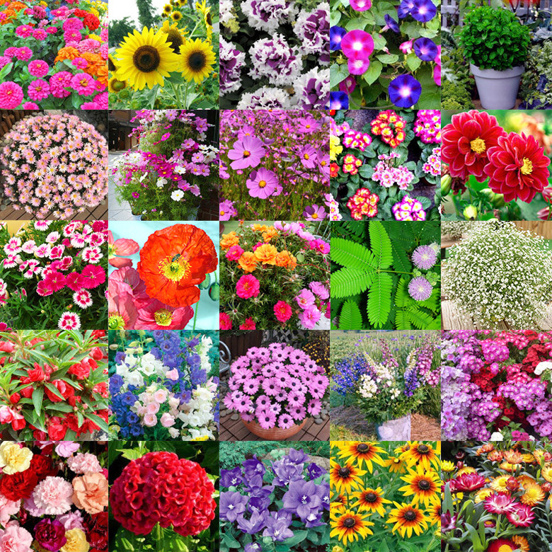 花的名称花卉,常见的花花名,花卉大全及花名_大山谷图库