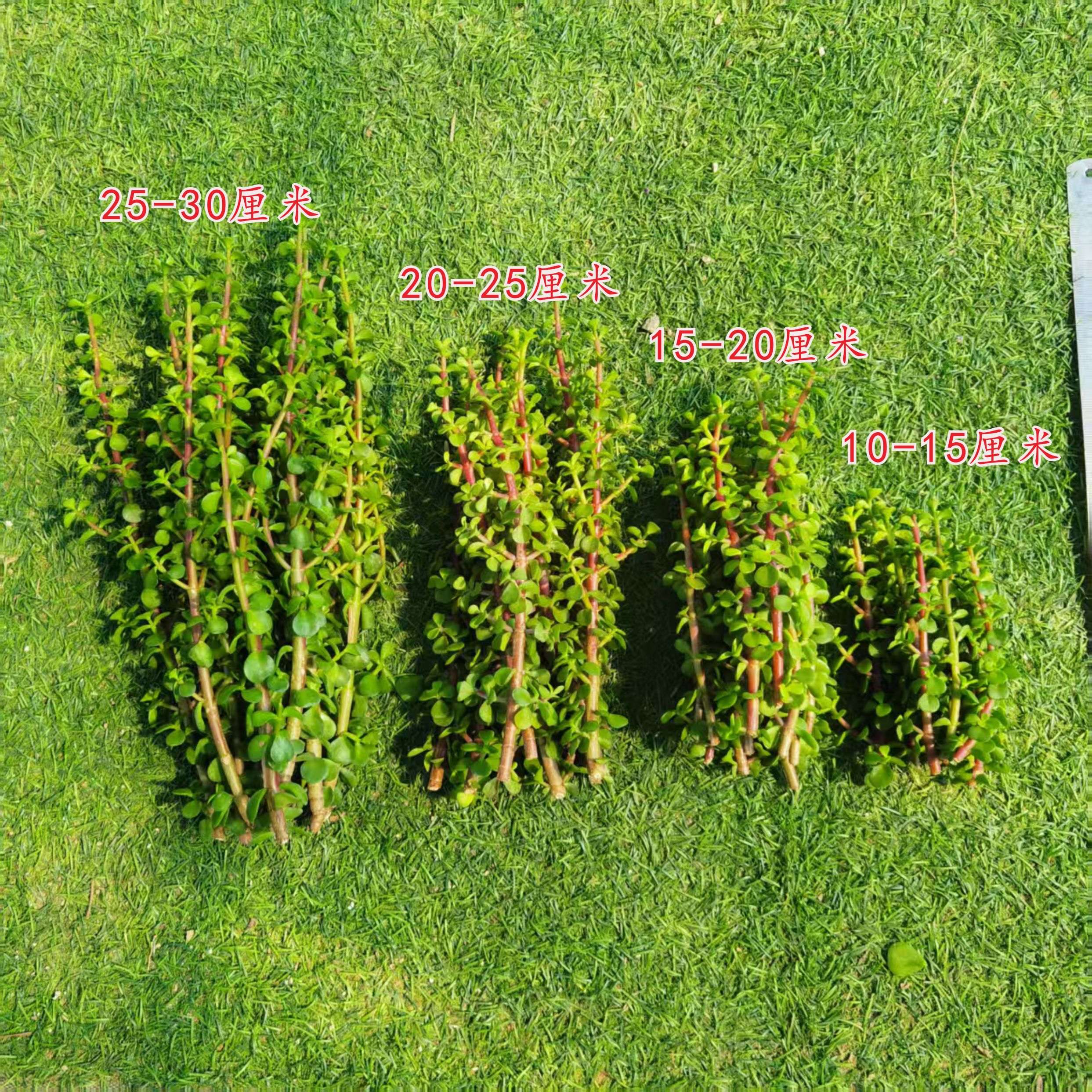金枝玉叶枝条扦插多肉植物绿植室内盆栽小叶金玉满堂好养懒人花卉图片