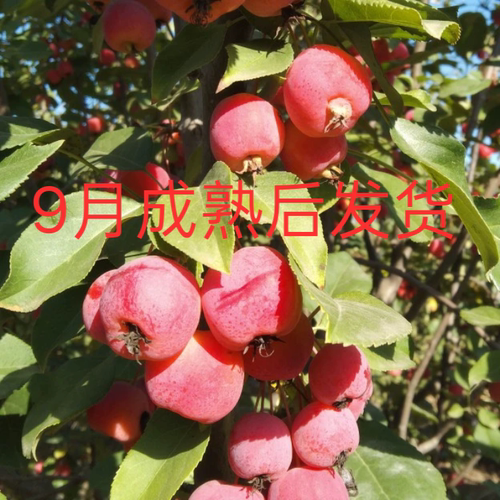 好吃的八棱海棠果,小型沙果,小苹果,现摘现发,9月初成熟后发货