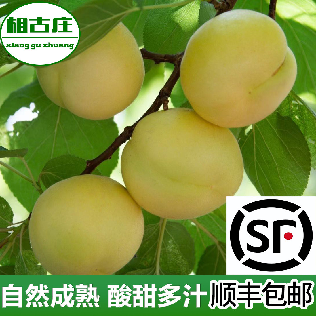 顺丰河北遵化香白杏娘娘庄相古庄银白杏娘娘贡新鲜大白杏唐山鲜果