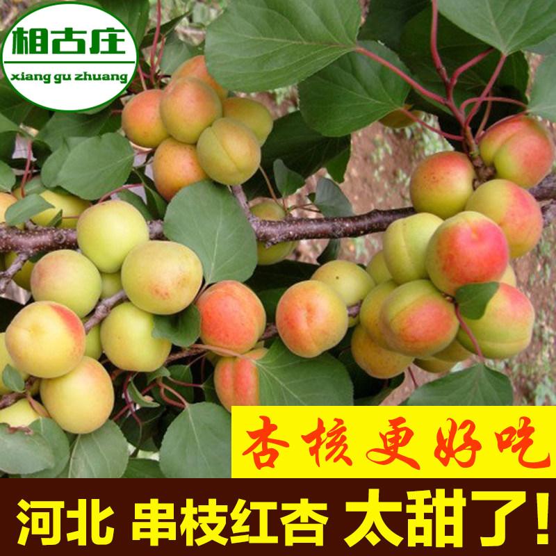 河北串枝红杏甜杏新鲜水果串红纯甜口土杏唐山遵化小红杏红色山杏