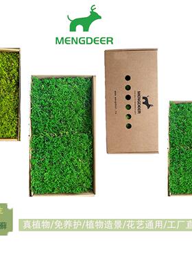 永生花干永生大羽藓自然苔藓植物造景DIY苔藓墙手工配材绿色环保