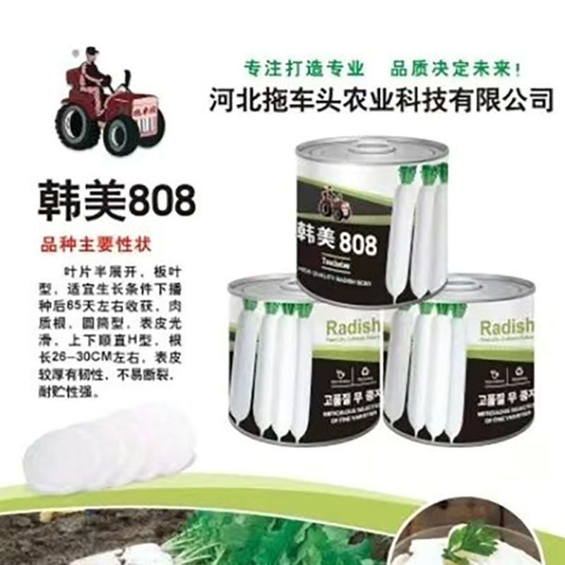 拖车头韩美801白萝卜种子早熟高产秋季白萝卜种籽耐贮不易断裂孑