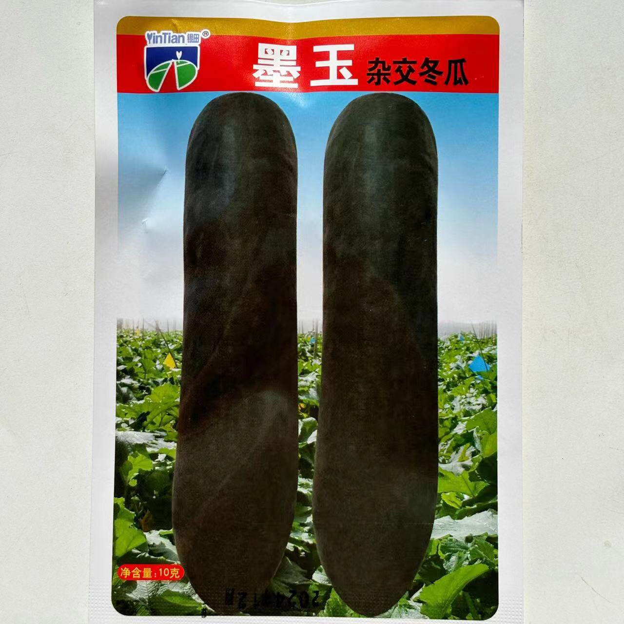 银田墨玉杂交大冬瓜种子墨绿厚肉大果高产抗病耐贮运春夏基地播种