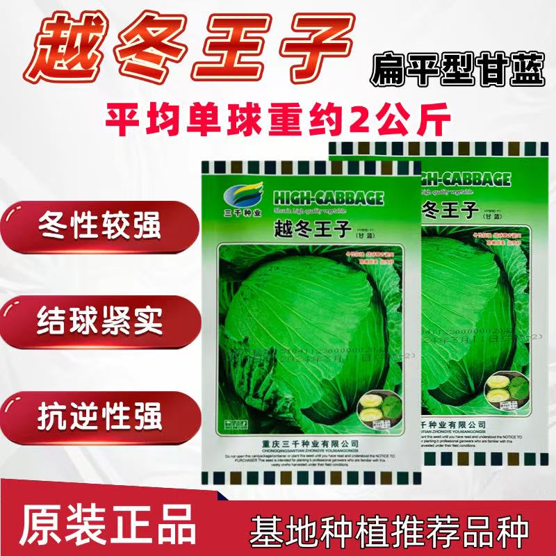 越冬王子甘蓝种子扁球形卷芯包头菜大田基地种植口感脆嫩高产抗病