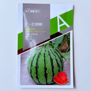 久一红麒麟西瓜种子杂交圆形红瓢耐贮运质脆味甜甜度高大棚露地用