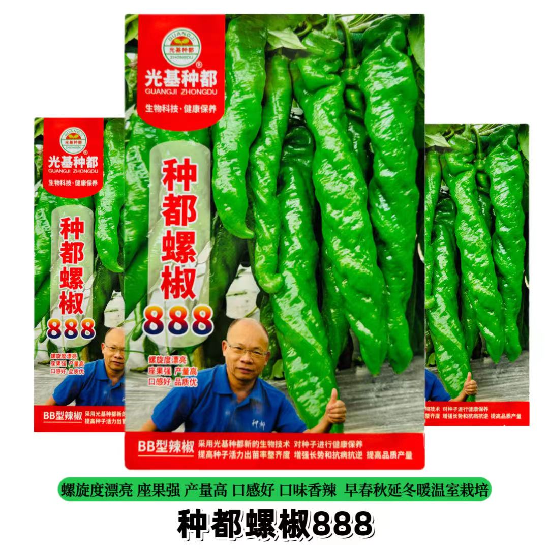 种都螺椒888辣椒种子高秧大果无限生长型全螺螺丝椒种籽香辣皮厚