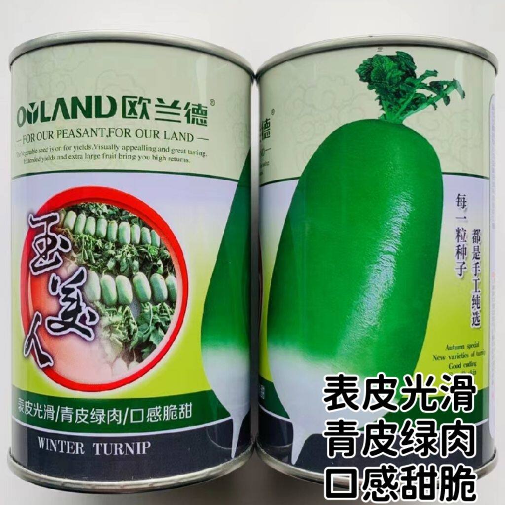 玉美人萝卜种子种籽 欧兰德791甜脆青皮绿肉秋季水果罐萝卜蔬菜种