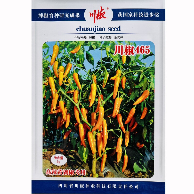川椒465辣椒种子中早熟黄果辣椒种籽高产抗病特辣尖椒种籽春秋播