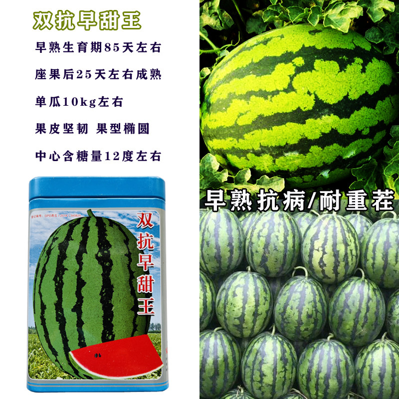 早甜王西瓜种子特大懒汉西瓜种籽