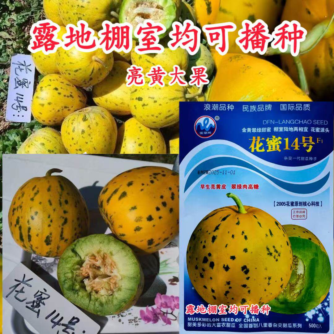 花蜜14号花皮绿瓤甜脆香瓜种子中早熟高糖高档甜瓜种子八里香甜瓜