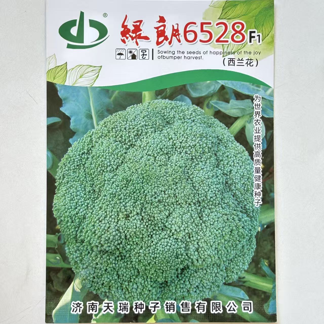 天瑞绿朗6528西兰花种子西兰花种籽早熟深绿抗病春秋季播种籽