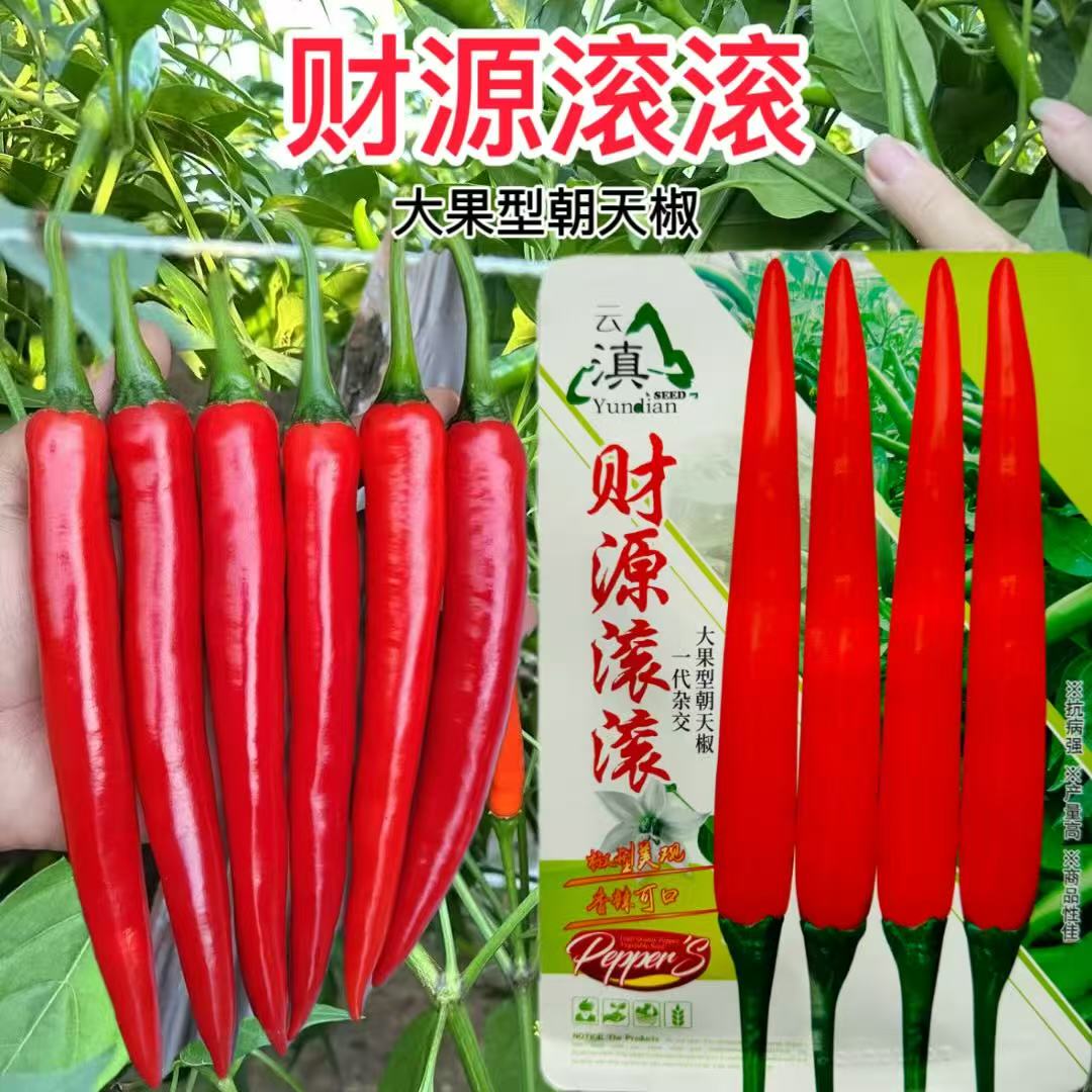 财源滚滚大果单生朝天椒种子抗病中早熟辣椒种子香辣鲜红两用春秋