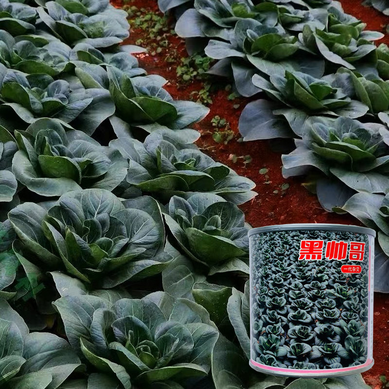 黑帅哥青菜种青梗菜种子秋季蔬菜