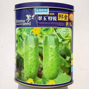翠玉特锐鲜食黄瓜种子 水果型小黄瓜旱秋瓜短棒唐山秋瓜籽 春秋播