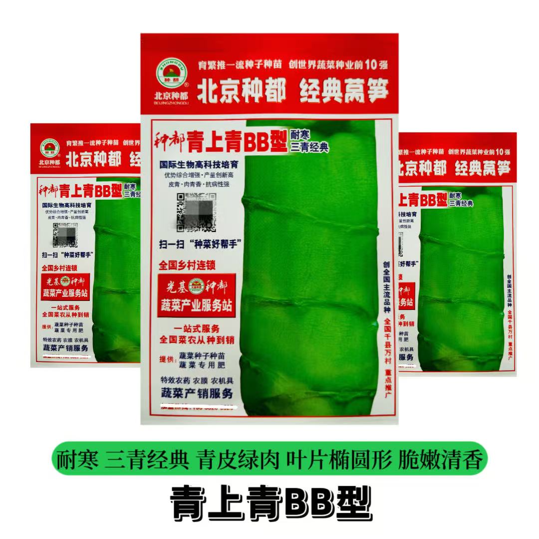 种都中国红BB型莴笋种子耐寒高桩红尖叶莴笋种籽春秋季播批发大田