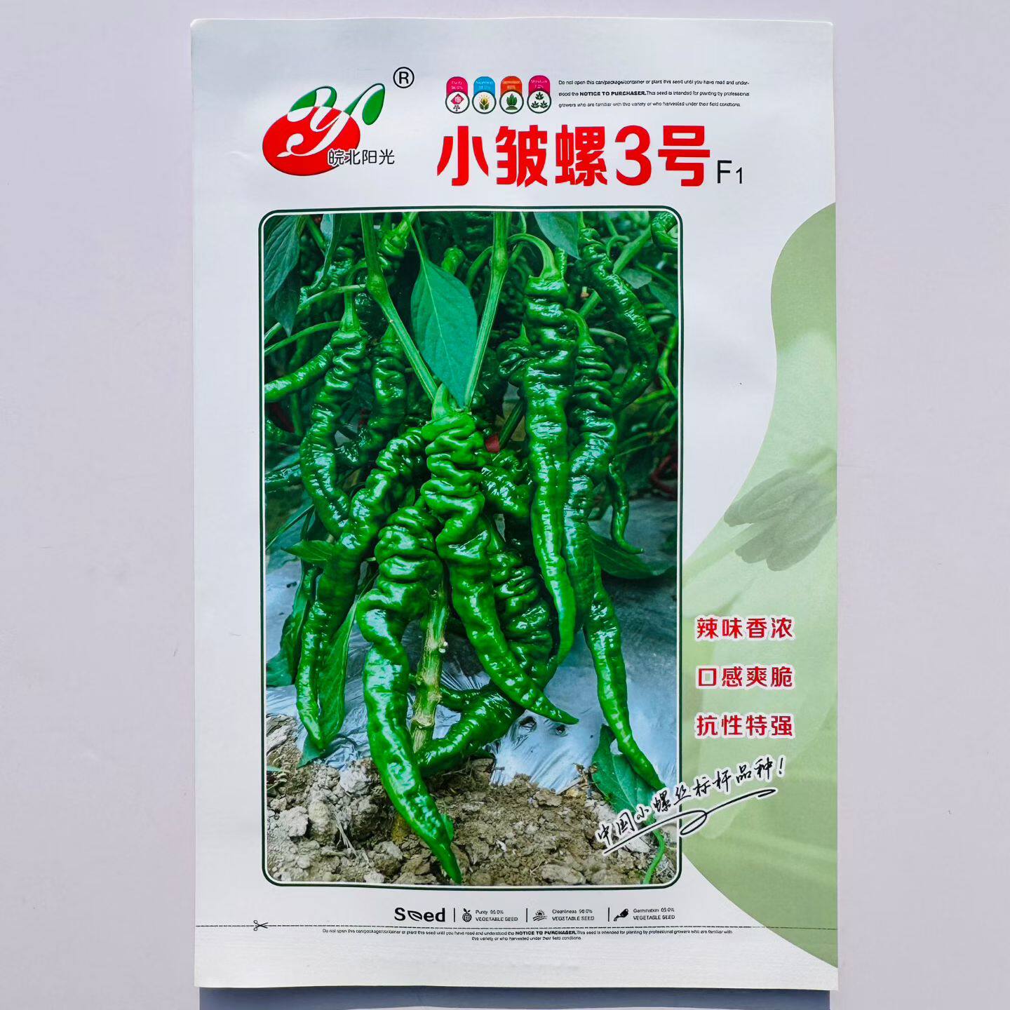 小邹螺3号F1早熟杂交一代螺丝椒种子果绿皮薄有邹纹辣味香浓抗病