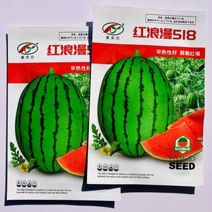 礼品西瓜种子皮薄超甜早熟小果型西瓜种籽糖度高水果种孑酥脆多汁