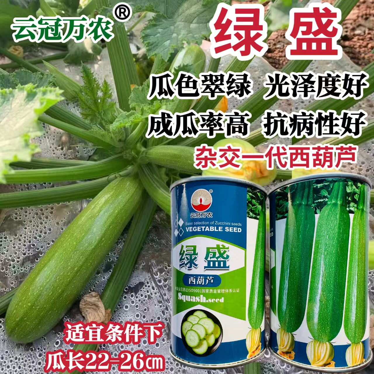 绿盛西葫芦种子籽翠绿高产抗病耐热庭院西葫芦籽绿色种籽春秋基地