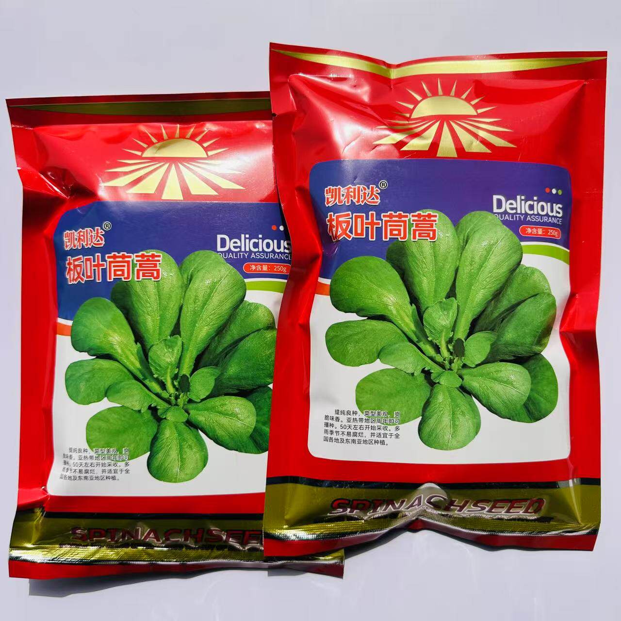 板叶茼蒿种子丹麦进口耐热耐湿圆叶青茼杆叶蒿子叶种籽春秋种植