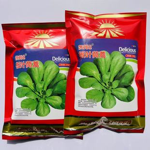 板叶茼蒿种子丹麦进口耐热耐湿圆叶青茼杆叶蒿子叶种籽春秋种植