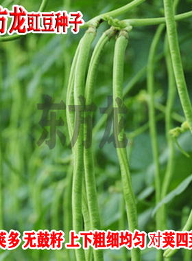特长东方龙豆角种子绿条豇豆翠绿色长豆角大棚露天基地蔬菜种子