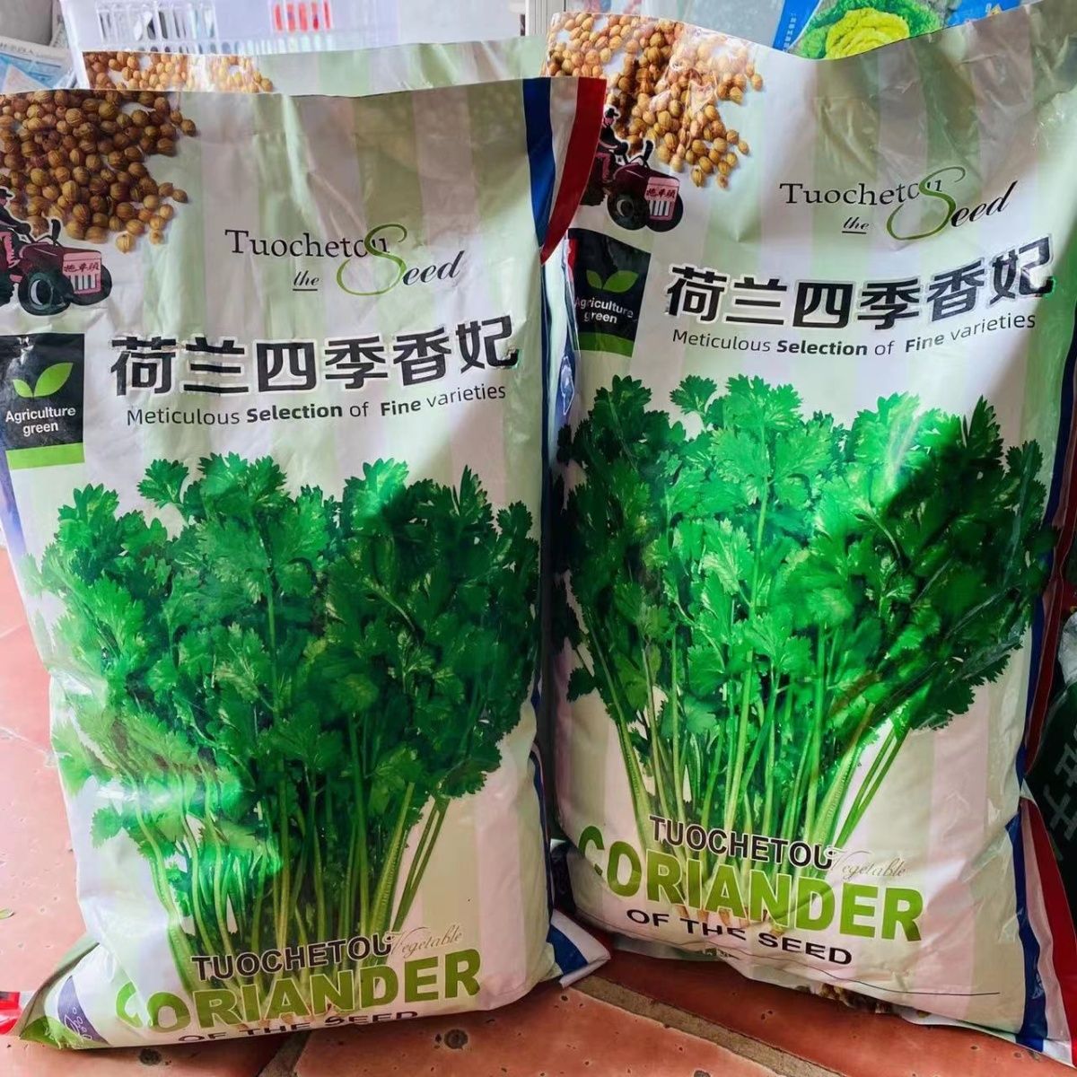荷兰四季香妃香菜种子四季耐抽薹大油叶芫荽种籽大田速生蔬菜香菜